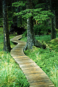 plank path in woods